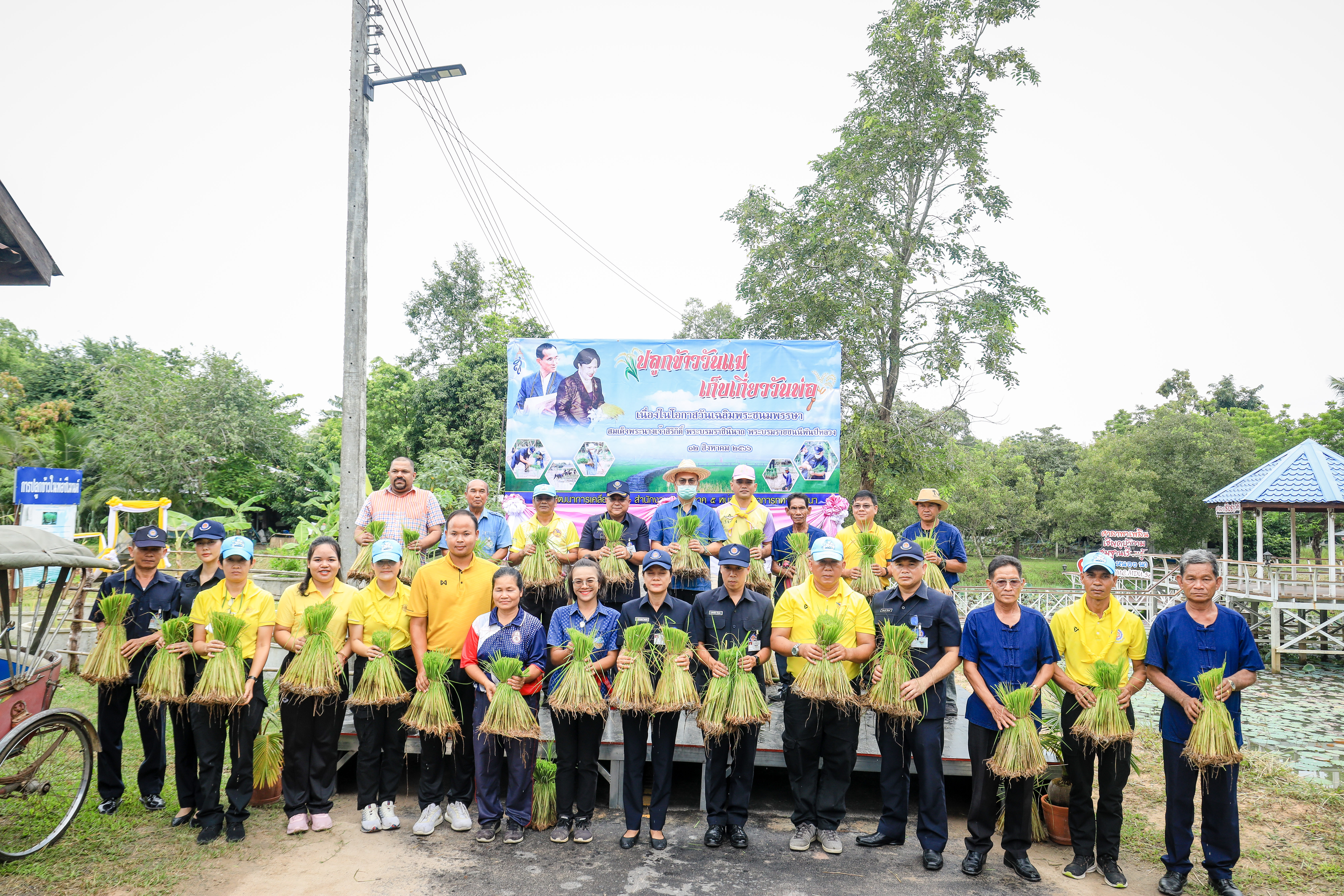 กองบัญชาการกองทัพไทย โดย หน่วยพัฒนาการเคลื่อนที่ 56 จัดกิจกรรมปลูกข้าววันแม่ เก็บเกี่ยวกันพ่อ